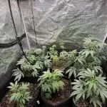 RE-VEG CLONES!