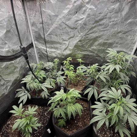 RE-VEG CLONES!