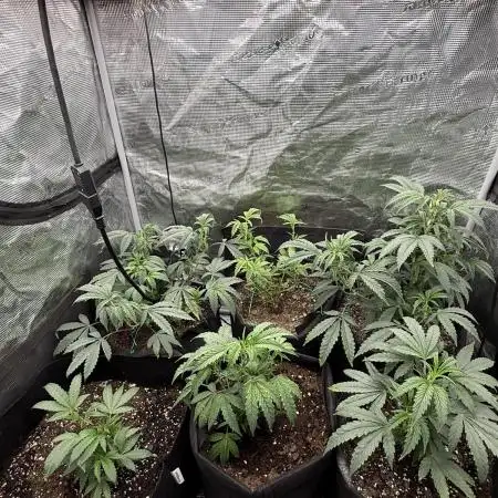 RE-VEG CLONES!