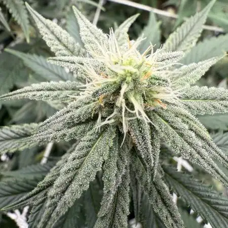 Nana glue 5x5