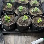 Butter wavez clones