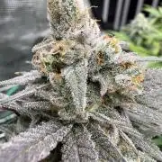 Butter waves n nana glue clones