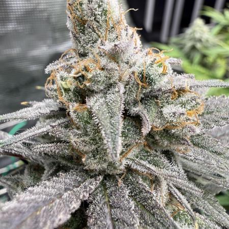 Butter waves n nana glue clones