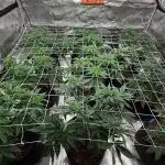 Nana glue 5x5