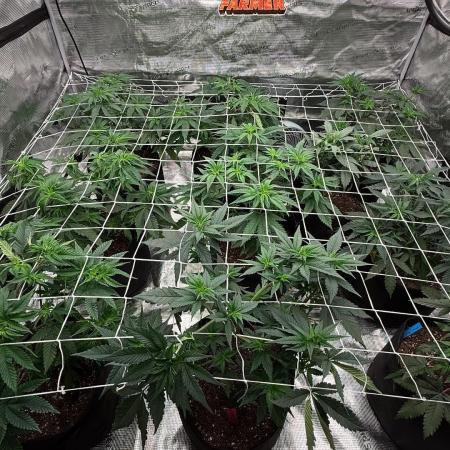 Nana glue 5x5