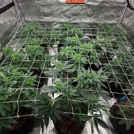 Nana glue 5x5