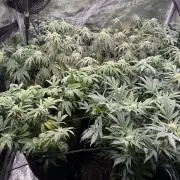 RE-VEG CLONES!