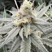 Butter waves n nana glue clones