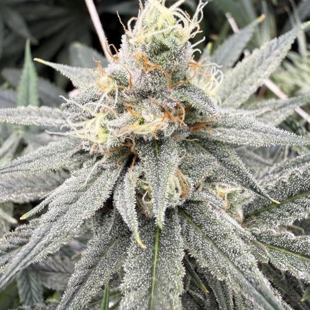 Butter waves n nana glue clones