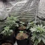Nana glue 4rm clone