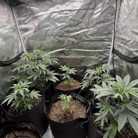 Nana glue 4rm clone