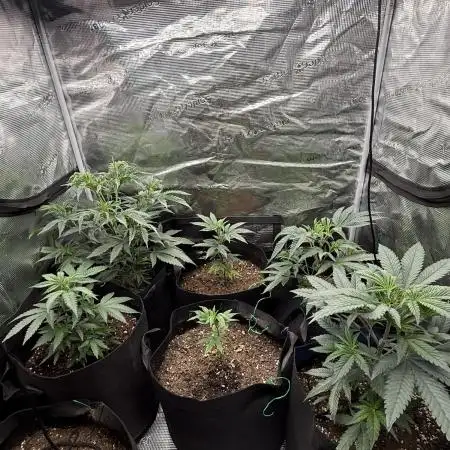 Nana glue 4rm clone