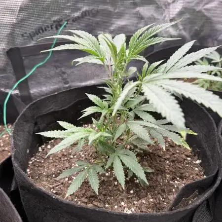 RE-VEG CLONES!