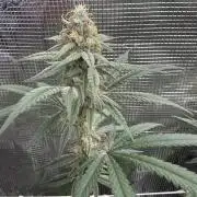 Butter wavez clones