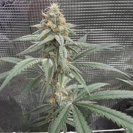 Butter wavez clones
