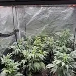 RE-VEG CLONES!
