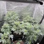 Nana glue 4rm clone