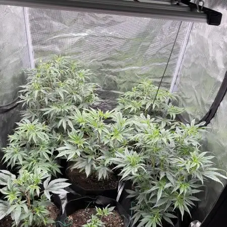 Nana glue 4rm clone
