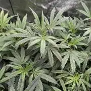 RE-VEG CLONES!