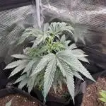 Nana glue 4rm clone