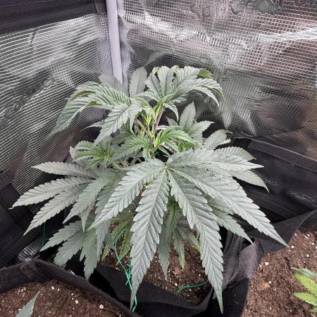 Nana glue 4rm clone