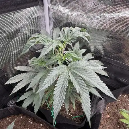 Nana glue 4rm clone