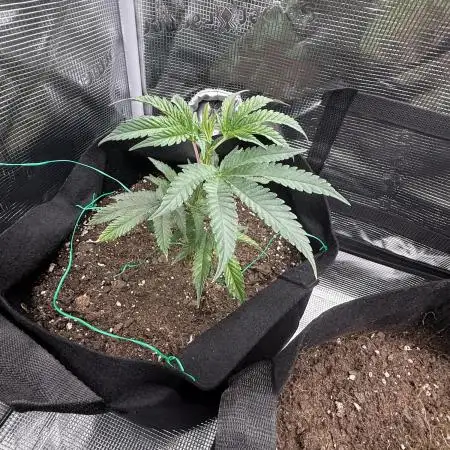Nana glue 4rm clone