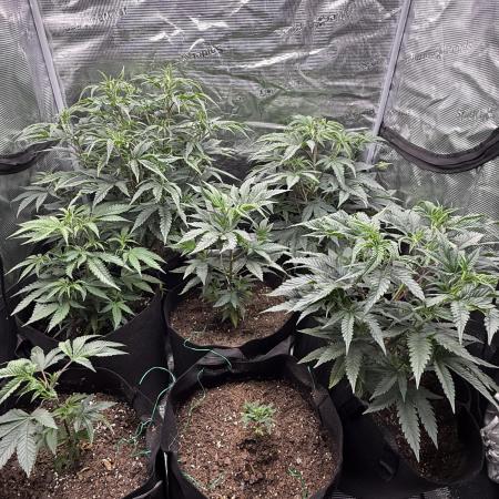 Nana glue 4rm clone