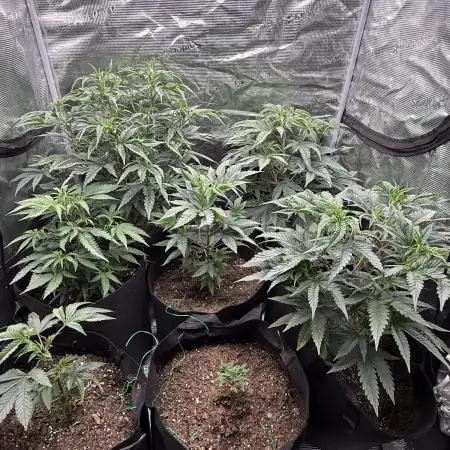 Nana glue 4rm clone