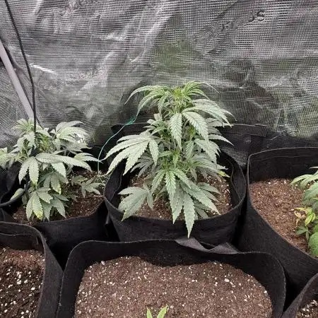RE-VEG CLONES!