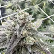 Butter waves n nana glue clones