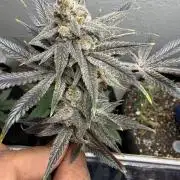 Butter waves n nana glue clones