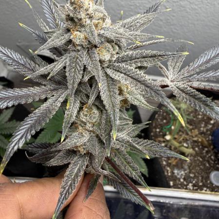 Butter waves n nana glue clones