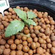 Candyland Peyote Seedsman?