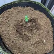 First time Speedrun Seeds: Terp Sneeze