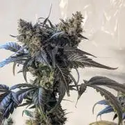 Apollo Haze - mephisto genetics