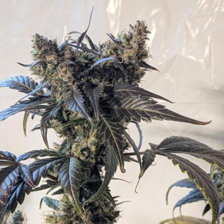Apollo Haze - mephisto genetics