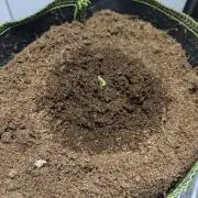 First time Speedrunseeds: Terp Sneeze