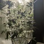 Apollo Haze - mephisto genetics