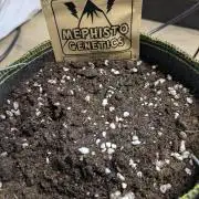 Apollo Haze - mephisto genetics