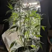Apollo Haze - mephisto genetics