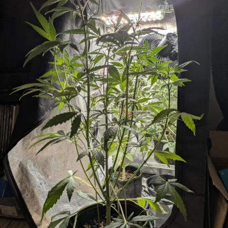 Apollo Haze - mephisto genetics