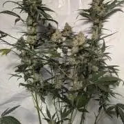 Apollo Haze - mephisto genetics