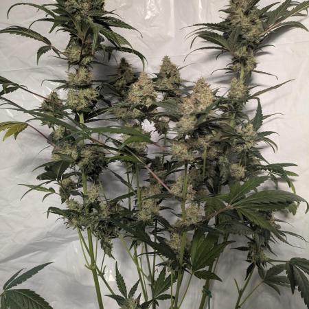 Apollo Haze - mephisto genetics