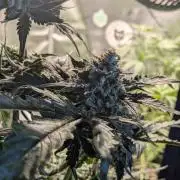 Butters' Breath - Mephisto Genetics