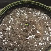 Apollo Haze - mephisto genetics