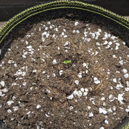 Apollo Haze - mephisto genetics
