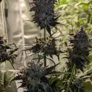 Butters' Breath - Mephisto Genetics