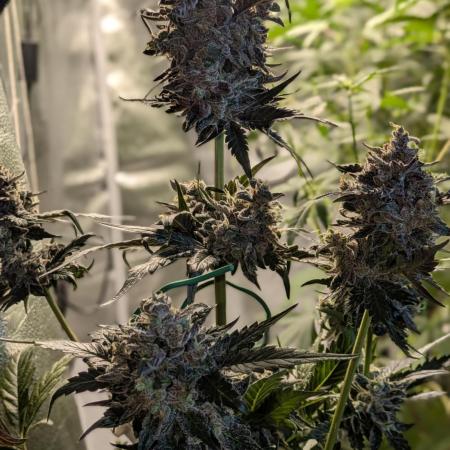 Butters' Breath - Mephisto Genetics