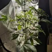 Butters' Breath - Mephisto Genetics